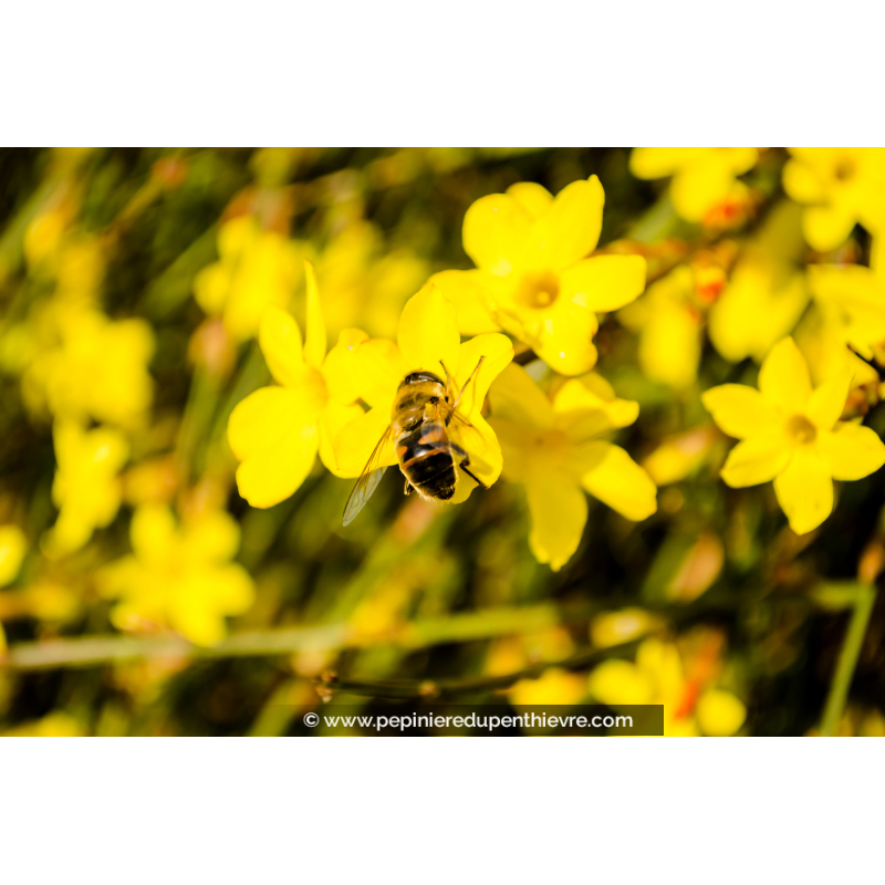 JASMINUM nudiflorum