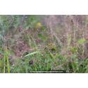 ERAGROSTIS spectabilis