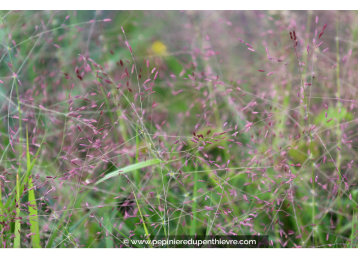 ERAGROSTIS spectabilis