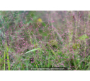 ERAGROSTIS spectabilis ERAGROSTIS spectabilis