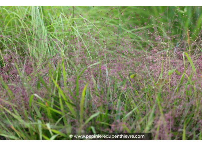 ERAGROSTIS spectabilis ERAGROSTIS spectabilis