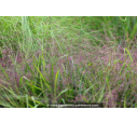 ERAGROSTIS spectabilis ERAGROSTIS spectabilis