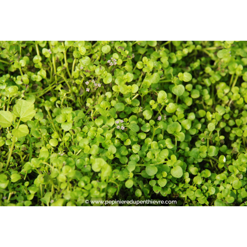 MENTHA requienii
