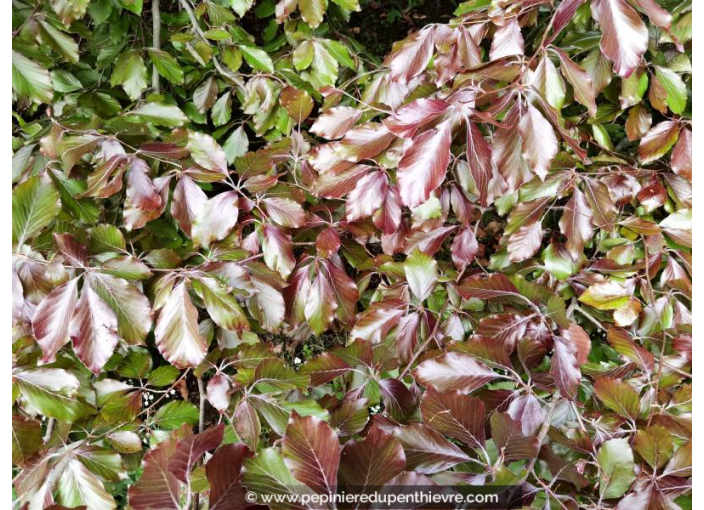 FAGUS sylvatica 'Purpurea Pendula'