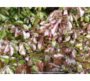 FAGUS sylvatica 'Purpurea Pendula'