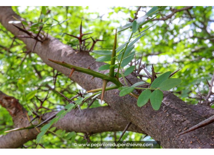 GLEDITSIA triacanthos