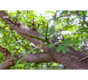 GLEDITSIA triacanthos