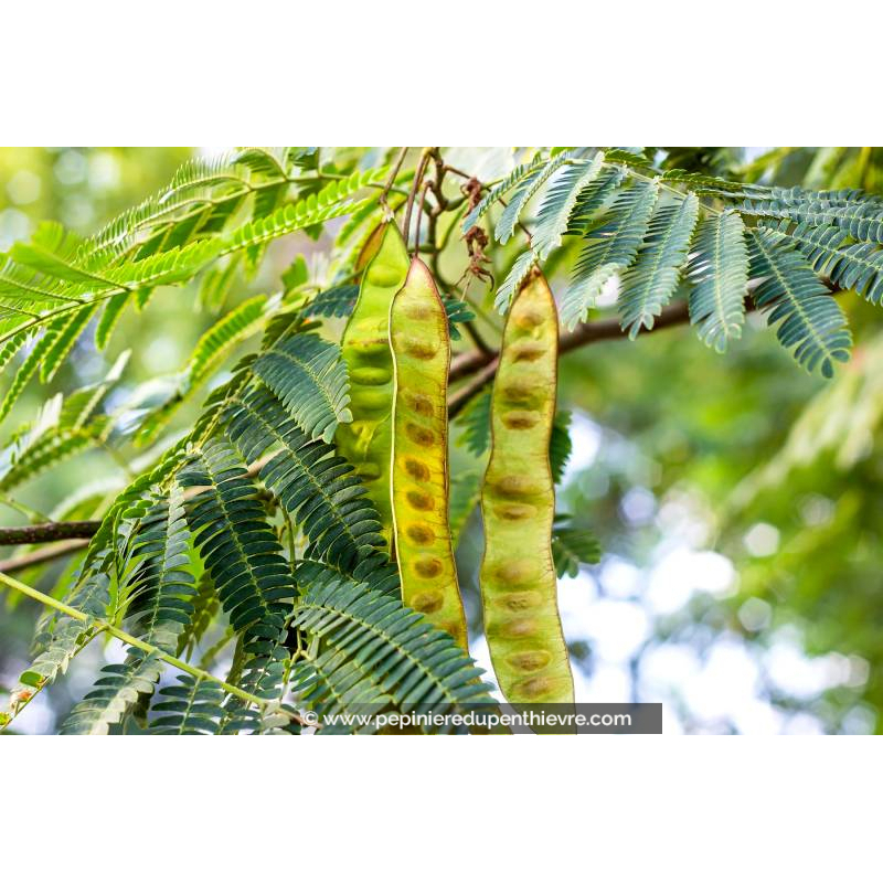GLEDITSIA triacanthos