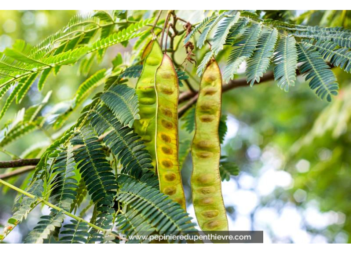 GLEDITSIA triacanthos