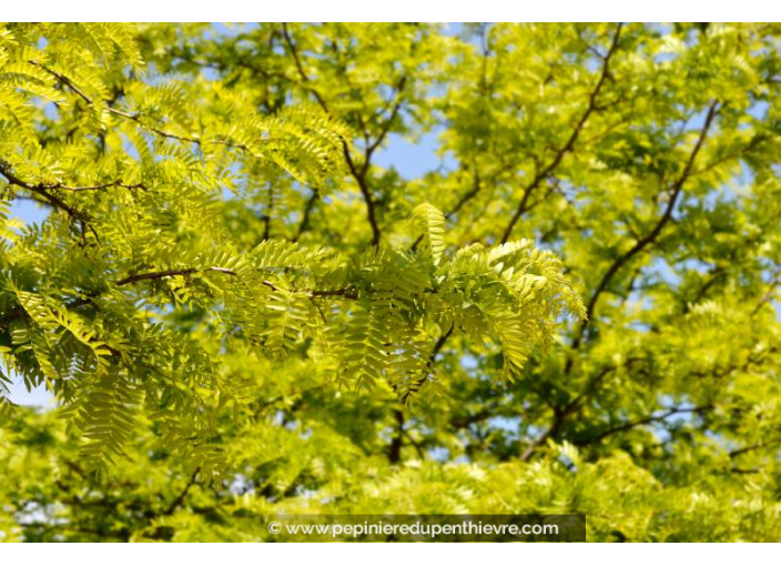GLEDITSIA triacanthos 'Inermis'