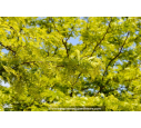 GLEDITSIA triacanthos 'Inermis'