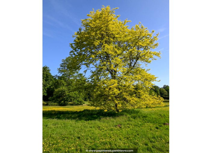 GLEDITSIA triacanthos 'Sunburst'