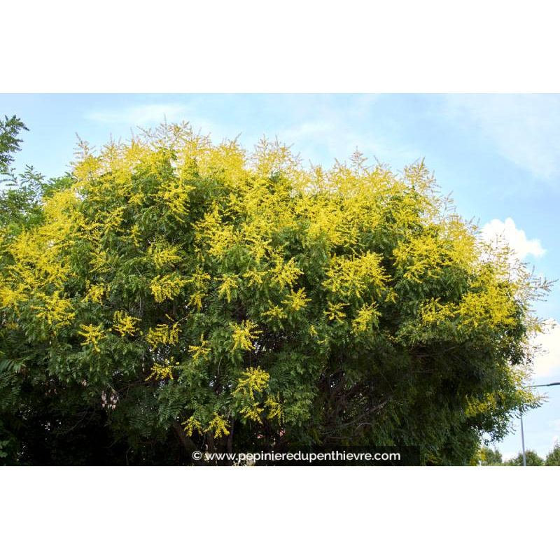 KOELREUTERIA paniculata