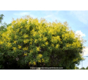 KOELREUTERIA paniculata KOELREUTERIA paniculata