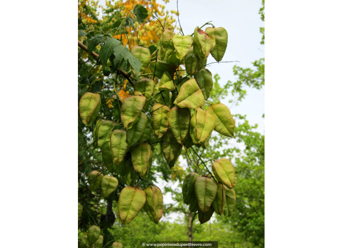 KOELREUTERIA paniculata KOELREUTERIA paniculata