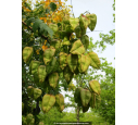 KOELREUTERIA paniculata KOELREUTERIA paniculata