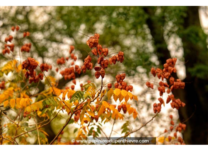 KOELREUTERIA paniculata KOELREUTERIA paniculata