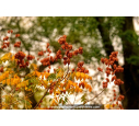 KOELREUTERIA paniculata KOELREUTERIA paniculata