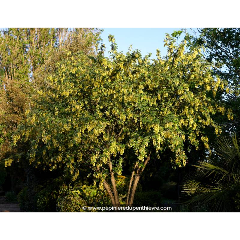 LABURNUM watereri 'Vossii'