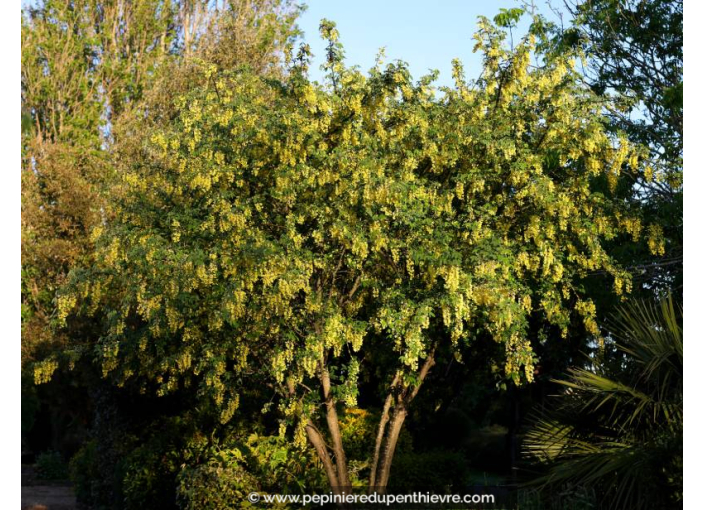 LABURNUM watereri 'Vossii'