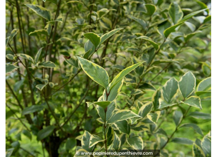 LIGUSTRUM japonicum 'Excelsum superbum' LIGUSTRUM japonicum 'Excelsum superbum'