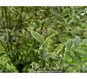 LIGUSTRUM japonicum 'Excelsum superbum' LIGUSTRUM japonicum 'Excelsum superbum'