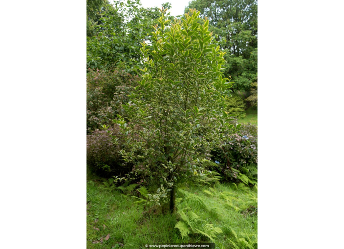 LIGUSTRUM japonicum 'Excelsum superbum' LIGUSTRUM japonicum 'Excelsum superbum'