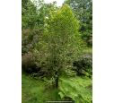 LIGUSTRUM japonicum 'Excelsum superbum' LIGUSTRUM japonicum 'Excelsum superbum'