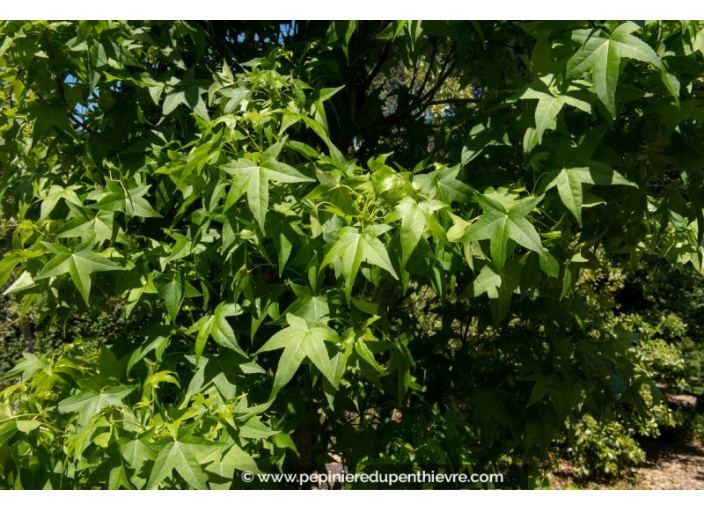 LIQUIDAMBAR styraciflua 'Slender Silhouette'