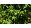 LIQUIDAMBAR styraciflua 'Slender Silhouette'