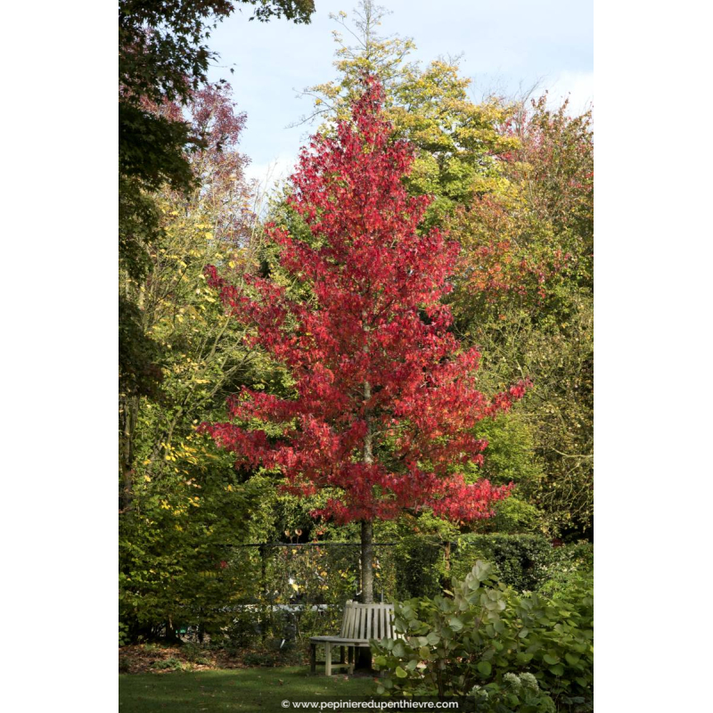 LIQUIDAMBAR styraciflua 'Worplesdon'