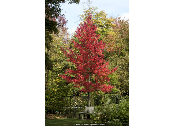 LIQUIDAMBAR styraciflua 'Worplesdon'