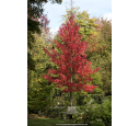 LIQUIDAMBAR styraciflua 'Worplesdon' LIQUIDAMBAR styraciflua 'Worplesdon'