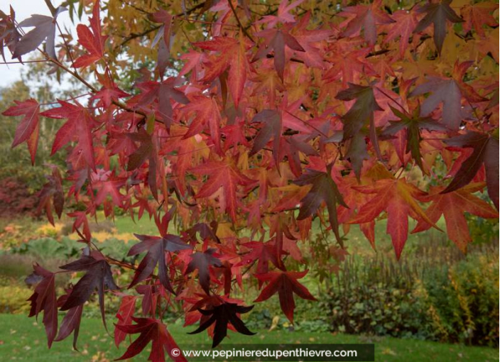 LIQUIDAMBAR styraciflua 'Worplesdon' LIQUIDAMBAR styraciflua 'Worplesdon'