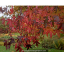 LIQUIDAMBAR styraciflua 'Worplesdon' LIQUIDAMBAR styraciflua 'Worplesdon'