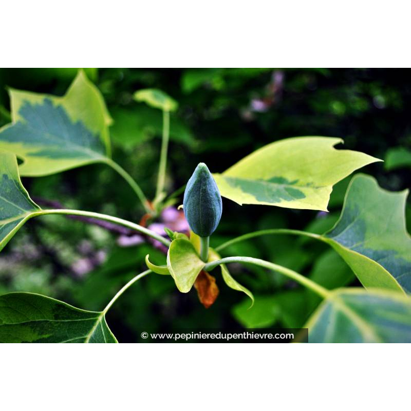 LIRIODENDRON tulipifera 'Aureomarginatum'