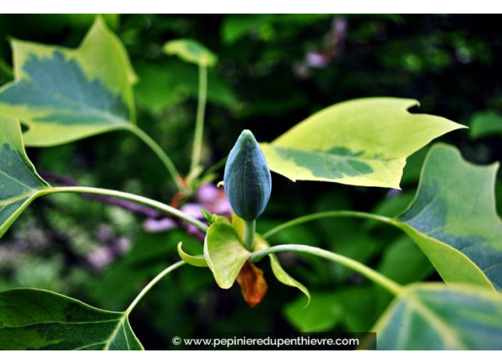 LIRIODENDRON tulipifera 'Aureomarginatum'