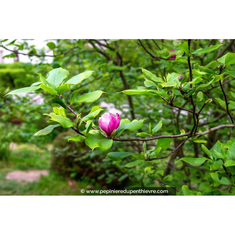 MAGNOLIA soulangeana 'Rustica Rubra'