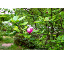 MAGNOLIA soulangeana 'Rustica Rubra'