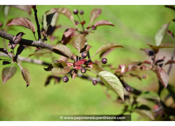 MALUS coccinella 'Courtarou'