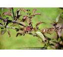 MALUS coccinella 'Courtarou'