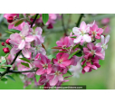 MALUS floribunda