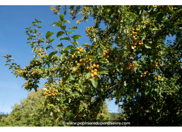 MALUS 'Golden Hornet'