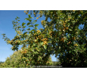 MALUS 'Golden Hornet'