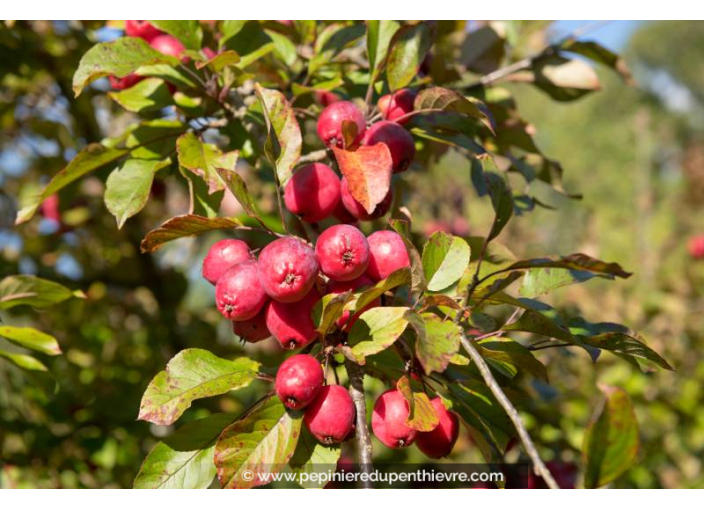 MALUS 'Red Sentinel'