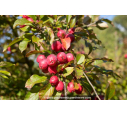 MALUS 'Red Sentinel'