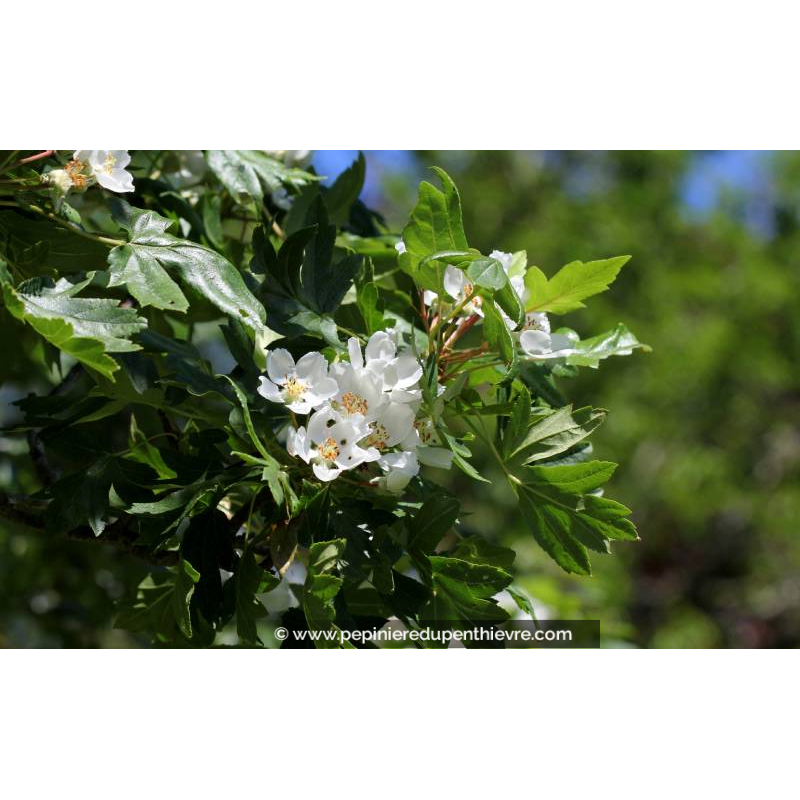 MALUS trilobata