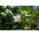 MALUS trilobata MALUS trilobata