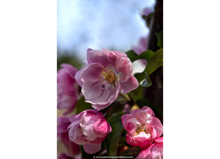 MALUS 'Van Eseltine'