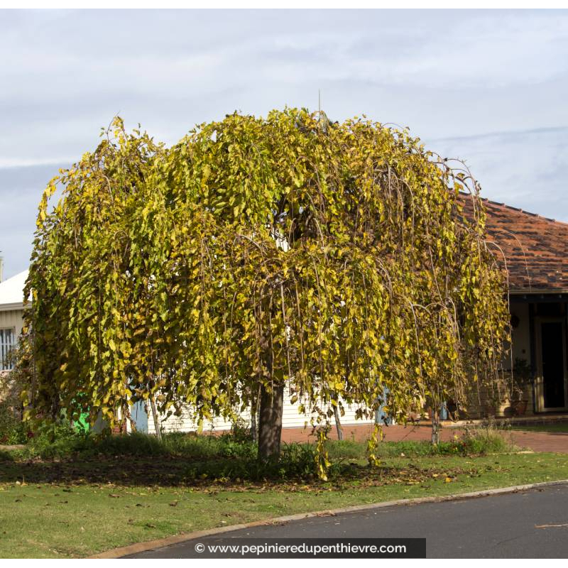 MORUS alba 'Pendula'